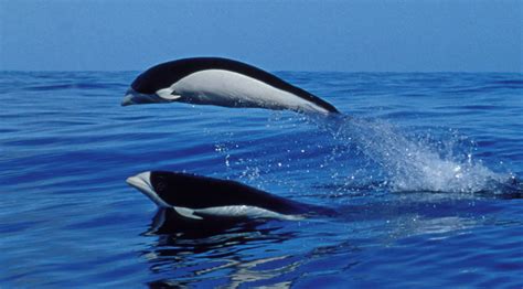 Southern right whale dolphin - Whale & Dolphin Conservation USA