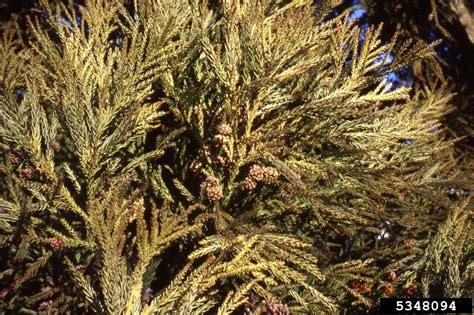 Japanese cedar (Cryptomeria japonica (L. f.) D. Don)