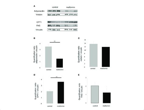 | Expression of metabolic adipocyte markers in adult males exposed in ...