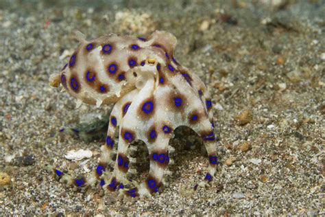 What Is The Treatment For A Blue Ringed Octopus Bite