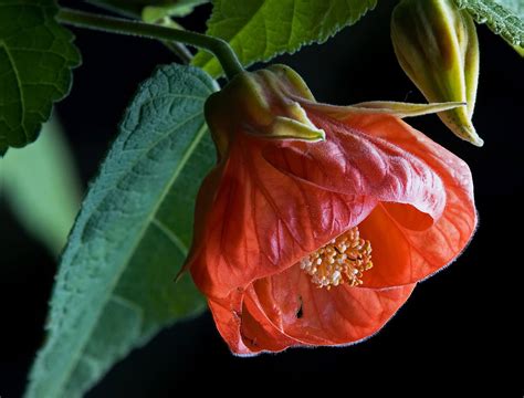 Abutilon 'Tango' - Riverside Garden Centre