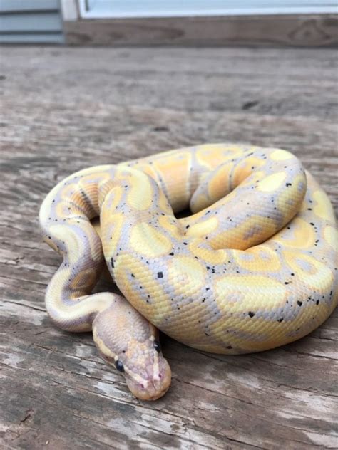 10 Reasons to Buy a Snake – The Lafayette Ledger