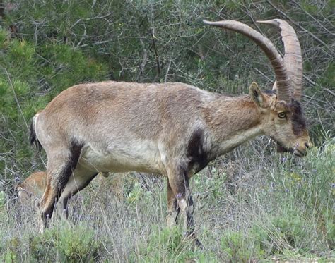 The return of the Pyrenean ibex: hunters as key stakeholders - Walking ...