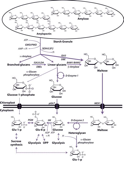 2.4.1 - Starch and sucrose degradation | Plants in Action