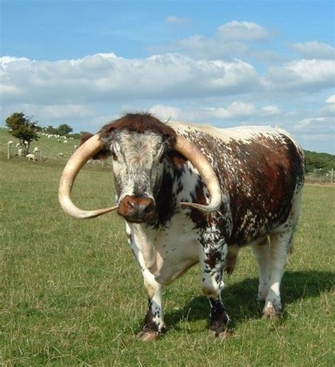 Pin by 上野 公宣 on Cattle | Longhorn cattle, Animals wild, Bull cow