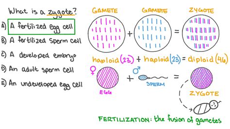 Zygote Definition Biology