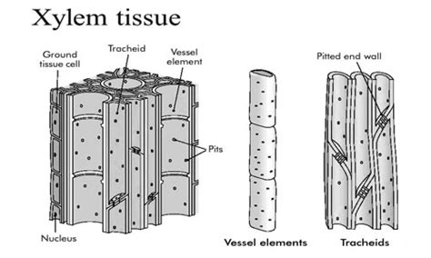 Diagram Of Xylem Parenchyma