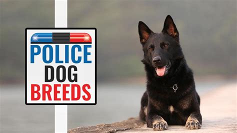 American Police Dog Breeds