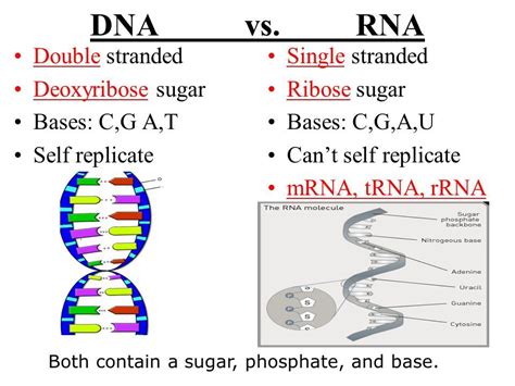 DNA vs RNA Biology Revision, Biology Notes, Science Notes, Biology ...