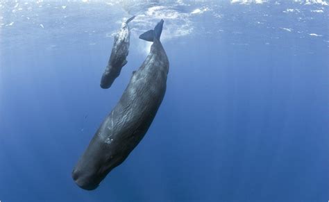 Social insights from whale chatter - BBC News