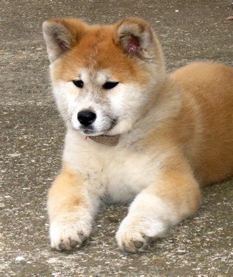 Nice Akita Inu | Akita dog, Akita puppies, Akita