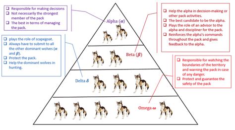 The social dominant hierarchy of grey wolves (Mirjalili et al., 2014 ...