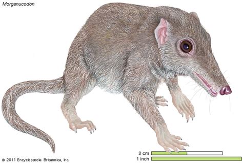 Oldest mammal discovered