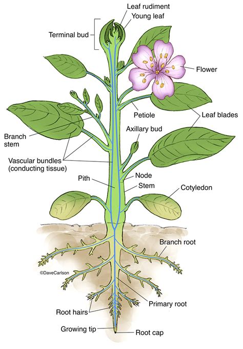 Vascular Plant Structure | Carlson Stock Art