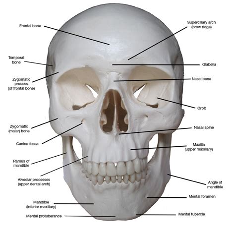 Kreated by Krause: Artistic Anatomy Part 3: Brow & Forehead Planes