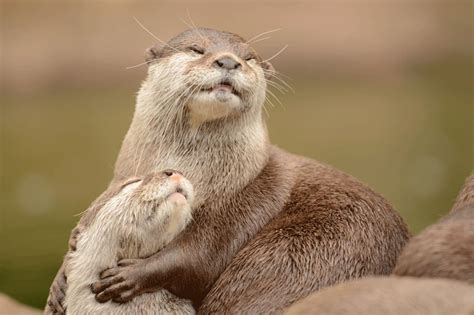 Japanese conservationists to visit Skye to see otters - BBC News