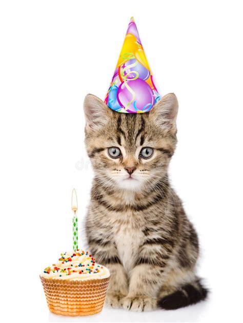 Cat in Birthday Hat and Cake Looking at Camera. Isolated on White Stock ...