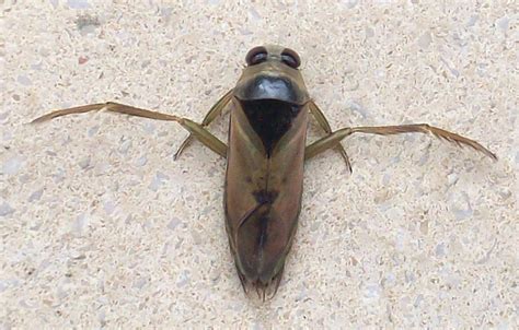 Backswimmer from The Netherlands - What's That Bug?