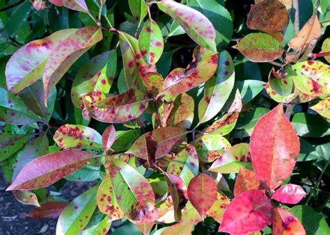 Treating Photinia Leaf Spots | Backbone Valley Nursery