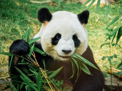 200+ Funny Panda Names | Quirky and Whimsical Ideas!