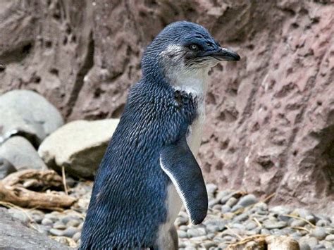 Blue penguin | Size, Predators, & Facts | Britannica