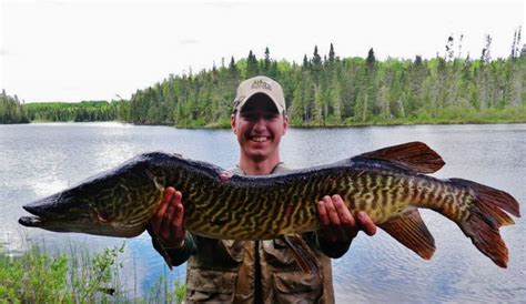 Rare catch – Tiger Muskie! – Eagle Falls Lodge