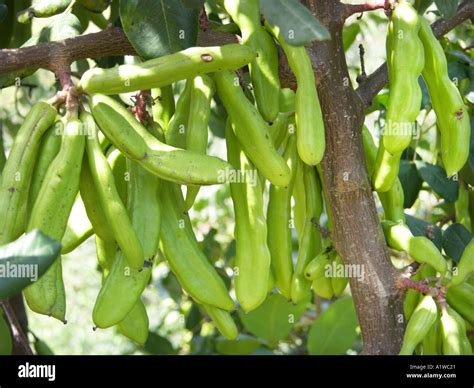 Ceratonia siliqua CAROBTREE CAROB tree fruit in CRETE Greece KRETA ...