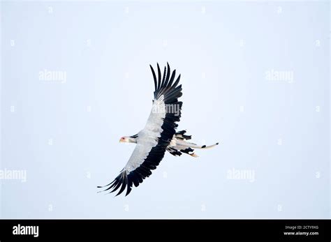 Secretary bird flying hi-res stock photography and images - Alamy