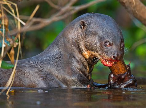 In Praise of the Pantanal | RoundGlass | Sustain