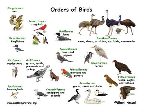 Bird Classification Lecture and Handouts