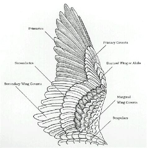 an image of a bird's wing and its parts labeled in the following diagram