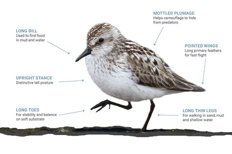 About Shorebirds – WHSRN