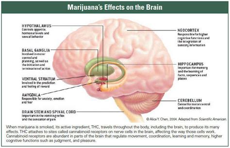 How does marijuana produce its effects? | National Institute on Drug ...