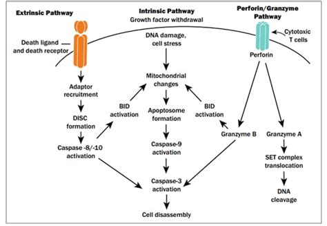 Signaling Pathway