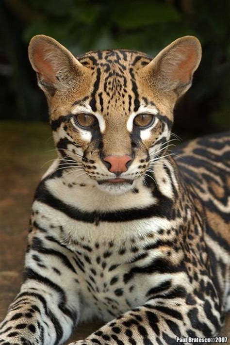 Margay Cat - Profile | Traits | Description | Facts | Care - Mammal Age