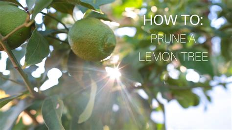 How To: Prune a Lemon Tree - YouTube