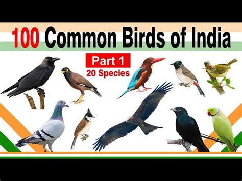 100 Common Birds of India – Welcome To Jungle Diaries YouTube Channel