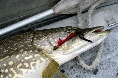 The Guide to Pike Fishing and the Best Fishing Lures – Average Outdoorsman