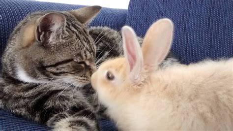 Rescue Cat Can't Stop Grooming And Cuddling Her Rabbit