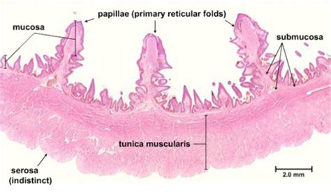 Block 5.1 Gastrointestinal Histology Flashcards | Quizlet