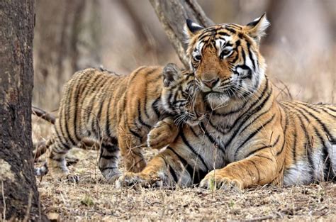 Bengal tiger cubs cuddle up to mum in adorable shots