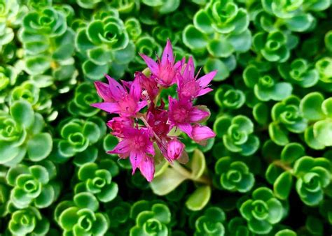 20+ sedum varieties to enhance your garden ???? ???? TOP picks and ...