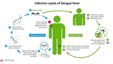 Dengue Mosquito Life Cycle