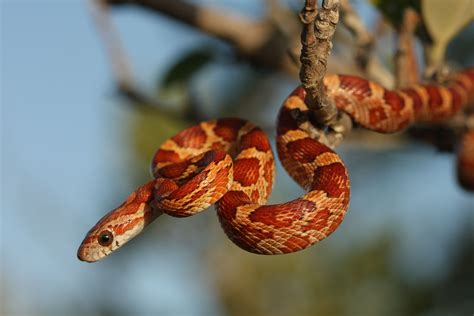 A Guide to Caring for Pet Corn Snakes