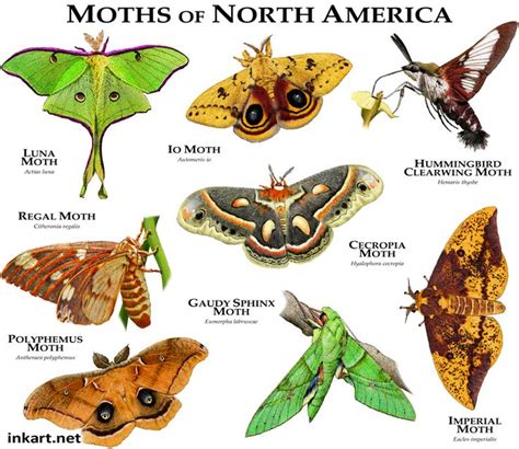 Moths of North America | Moth species, Moth, Types of moths