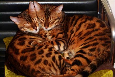 bengal-cat | Bengal Cat Care