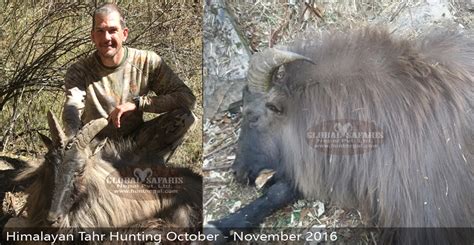 Himalayan Tahr Hunting in Nepal - Nepal Trophy Hunting - About ...