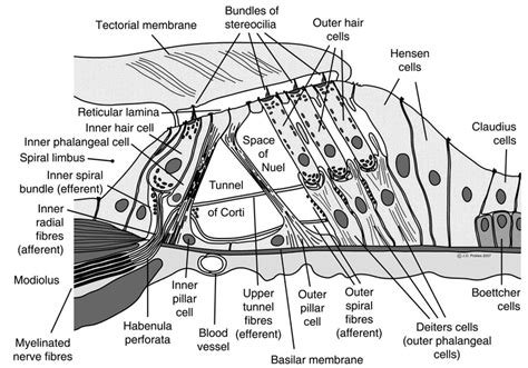 Basal And Reticular Lamina