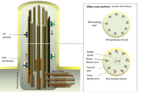 Which Cell Structure Is Represented By The Three Dimensional Diagram ...