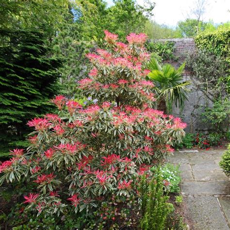 Evergreen Shrubs That Look Good In Your Garden All Year Round ...